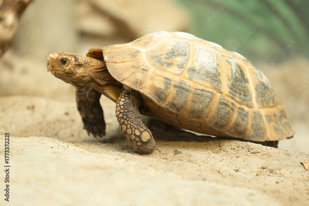 Obraz premium Turtle