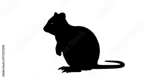 Silhouette of a quokka standing on its hind legs with a white background