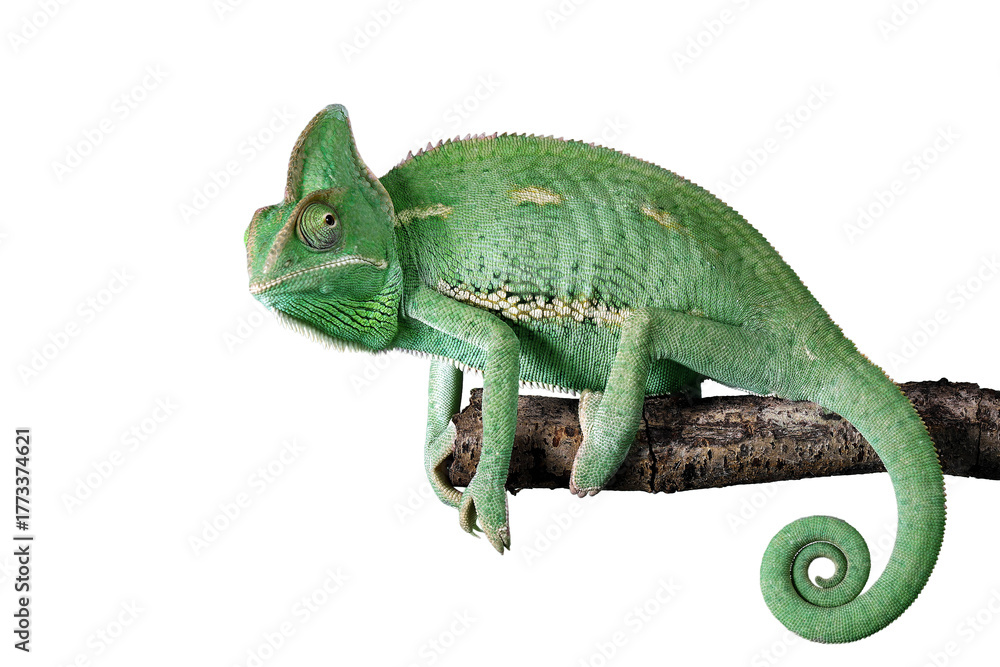 Obraz premium Veiled chameleon (Chamaeleo calyptratus) is a species of chameleon native to Yemen and Saudi Arabia.