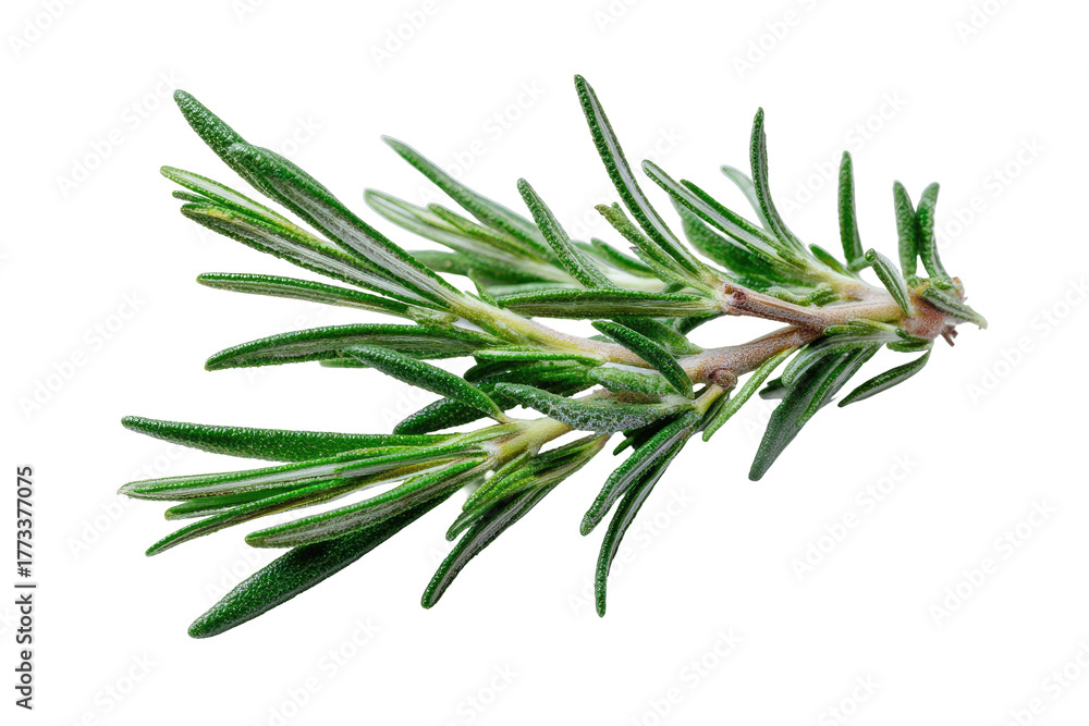 Fototapeta premium A sprig of fresh, green rosemary on a dark background