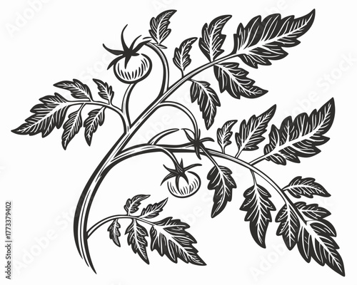 Illustration of a tomato plant with leaves and tomatoes in black and white linocut style artwork created with generated ai