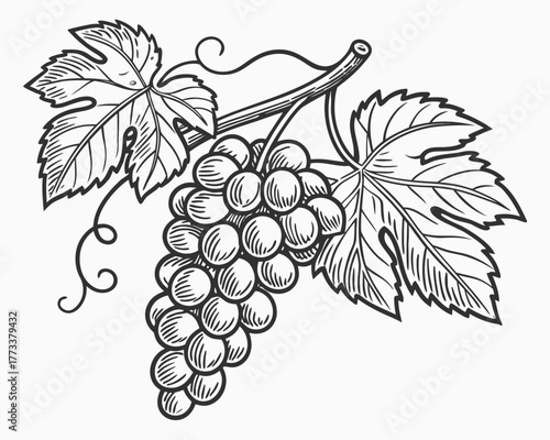 Illustration of a grape bunch with leaves and vines in a black and white drawing style design element created with generated ai