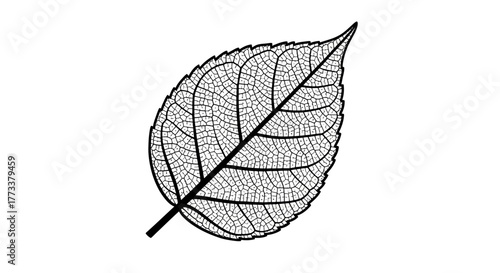 Leaf structure outline with transparent background