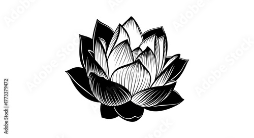 Lotus flower outline with transparent background