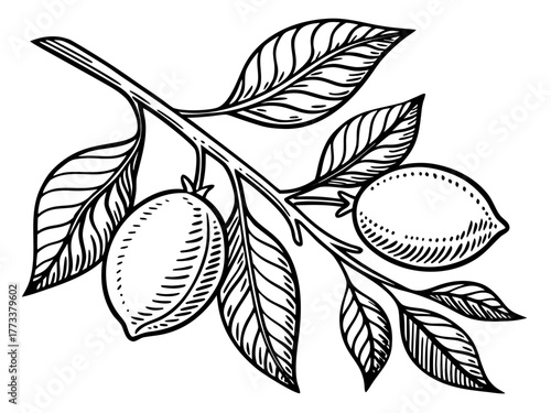 Illustration of a branch with two lemons and several leaves in a black and white drawing style created with generated ai