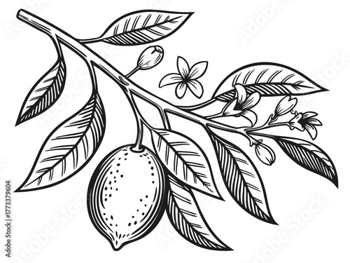Detailed line art of an almond on a branch with leaves and flowers in a botanical illustration style created with generated ai