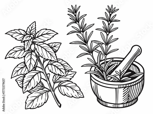 Illustration of basil plant and rosemary in a mortar with pestle in black and white line art style created with generated ai