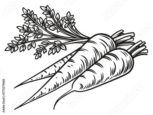 Illustration of three carrots with detailed leaves on top in black and white line art style design created with generated ai