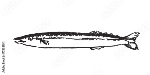 秋刀魚　墨絵　イラスト