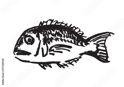 鯛　墨絵　イラスト