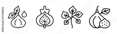 Hand drawn fig icons with leaves droplets and branch elements for organic design
