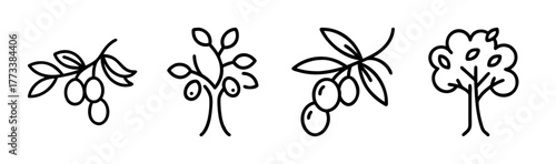 Set of four stylized olive tree and branch icons for design and decoration