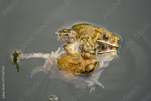 Indian toad mating in the pond