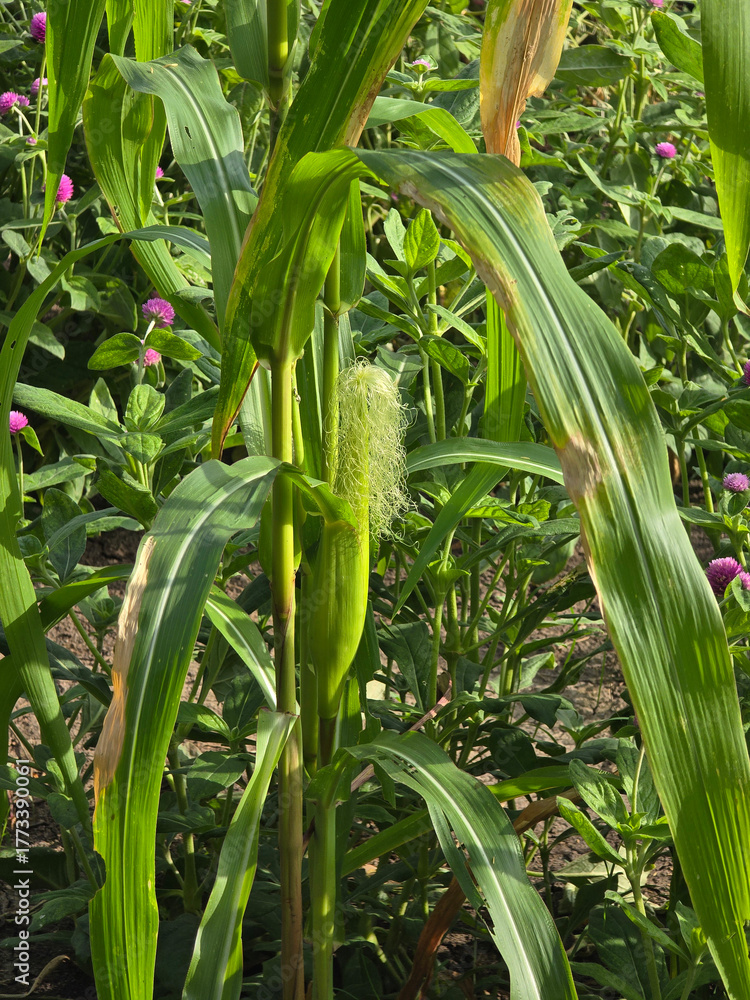 Fototapeta premium corn plant with green leaves