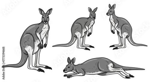 Kangaroos in various poses, wildlife animal study