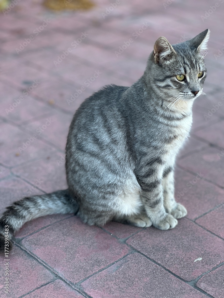 Naklejka premium cat on the floor