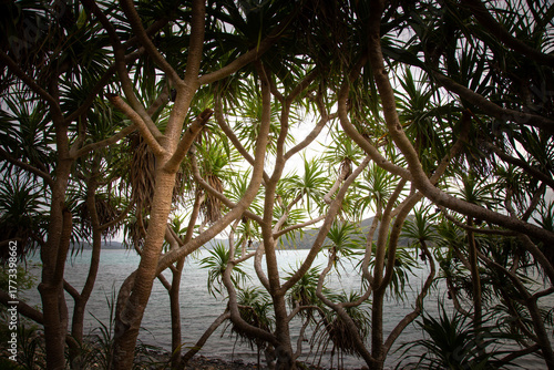 奄美大島の海辺のアダン樹。