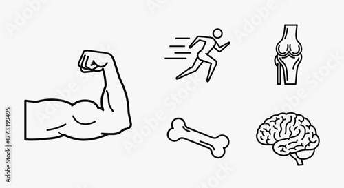 Set of Human Body Anatomy and Fitness Line Icons: Muscle, Running, Bone, Brain, and Joint