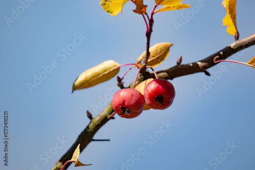 Zieräpfel im Herbst