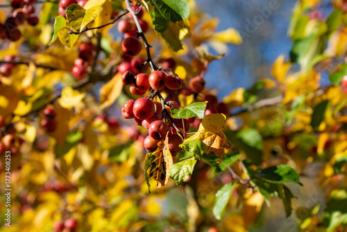 Zieräpfel im Herbst