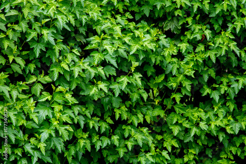 Wallpaper Mural A shrub with many leaves and bushes Torontodigital.ca