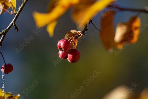 Zieräpfel im Herbst
