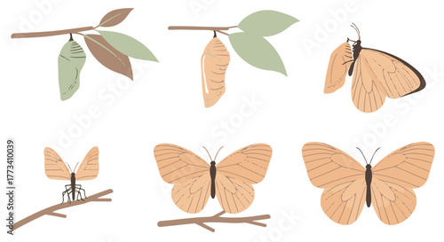 Life cycle of a butterfly, showing metamorphosis from pupa to adult insect isolated on transparent background