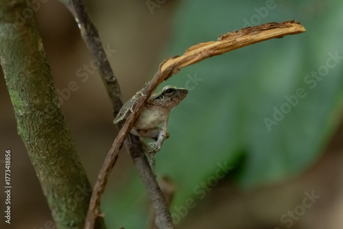 Tree Frog, Common tree frog Polypedates 