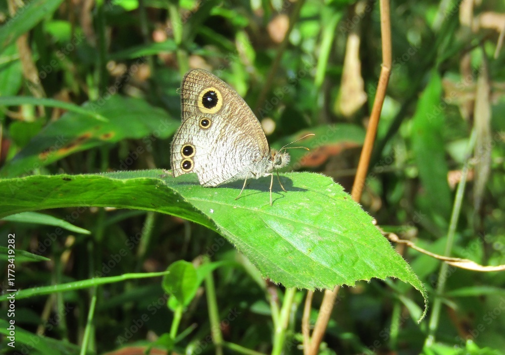Fototapeta premium butterfly on a green leaf