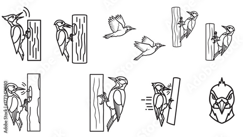 Woodpecker perched and flying outline bird icons, woodland drumming vector sheet for forest wildlife designs
