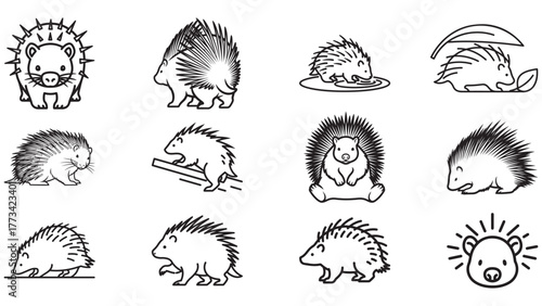 Detailed Collection of Porcupine Spiky Quill Icons Showing Defensive Rodent Poses as Outline Vectors