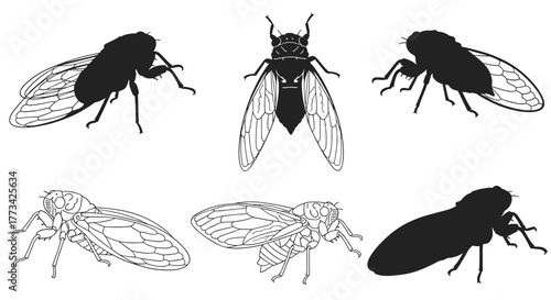 Illustrative depictions of various cicadas, showcasing diverse perspectives and styles, ideal for educational or entomological purposes.