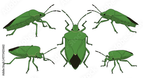 Five green shield bugs (Palomena prasina) are shown in various positions, including side, front, and perspective views on a white background.