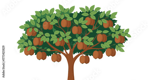 Illustration of a kiwi tree with brown kiwis growing in the leaves, representing the cultivation of this fruit tree.