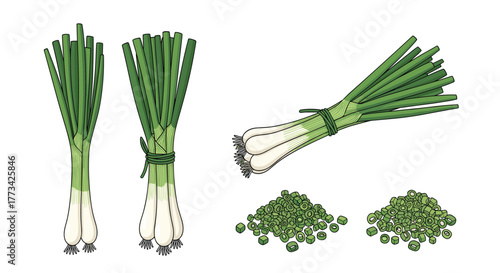 Illustration of fresh green onions in various forms: whole bunches, tied bundles, and chopped pieces on a white background, perfect for culinary and food-related designs.