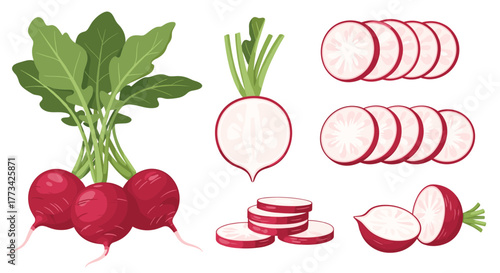 Illustration of radishes, including whole, sliced, and halved, with leaves, for culinary or agricultural purposes.