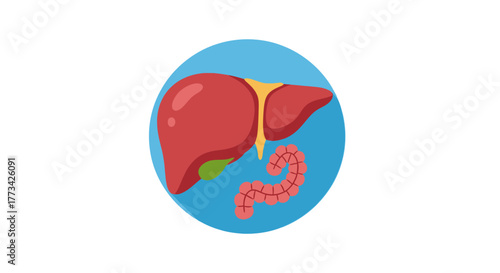 Liver and intestine diagram with transparent background
