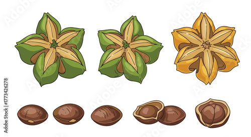 Illustration of Sacha Inchi Fruits and Nuts Showing Various Stages of Ripeness and Processing.
