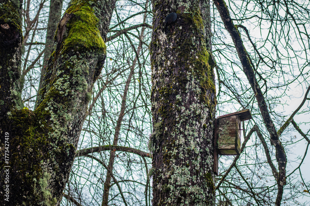 Obraz premium An old wooden birdhouse is attached to a moss-covered tree trunk. The bare branches and muted sky suggest winter or late autumn, adding a quiet, still atmosphere to the forest scene.