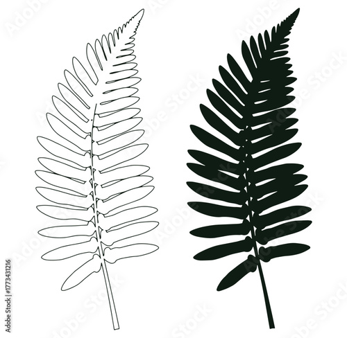 Vector illustration of a fern leaf with outlined and solid silhouette designs