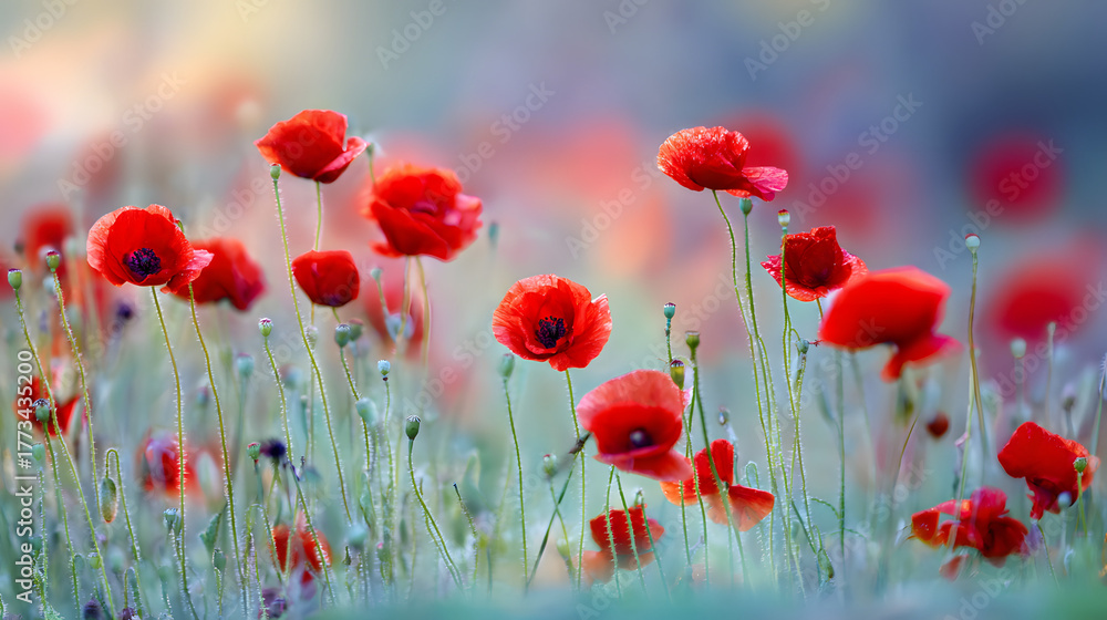Fototapeta premium sedative. Field of poppy flowers swaying in gentle breeze, botanical tranquility scene. gardening catalogs, home-decor guides, designed for home decor and floral branding.