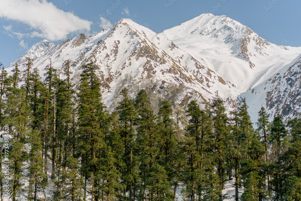 Obraz premium A wallpaper of the Snow covered Himalayan ranges with Pines in the foreground
