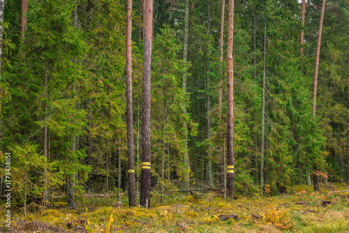 Several pine trees in a lush forest are painted with yellow marking bands, possibly for logging, conservation, or boundary purposes.
