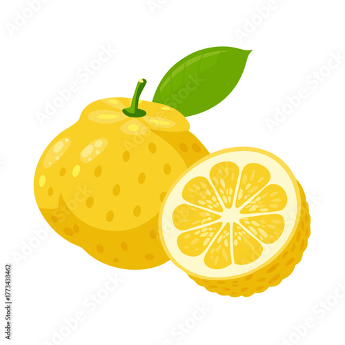Illustration of a yuzu fruit with a slice