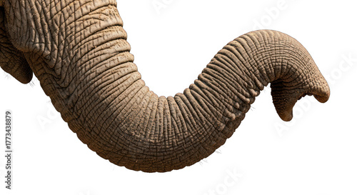 Close-up of an elephant's trunk on a greenscreen background.