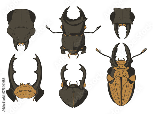Beetle Mandible Comparative Anatomy - Minimalist Vector Illustration