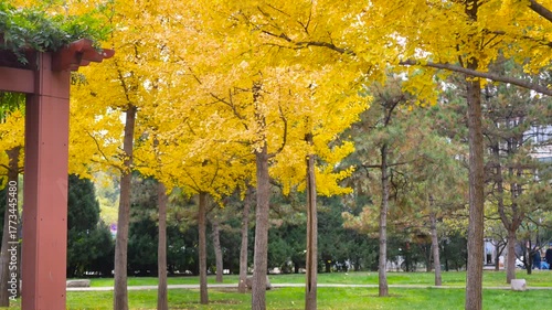 Ginkgo leaves fall slowly from the tree