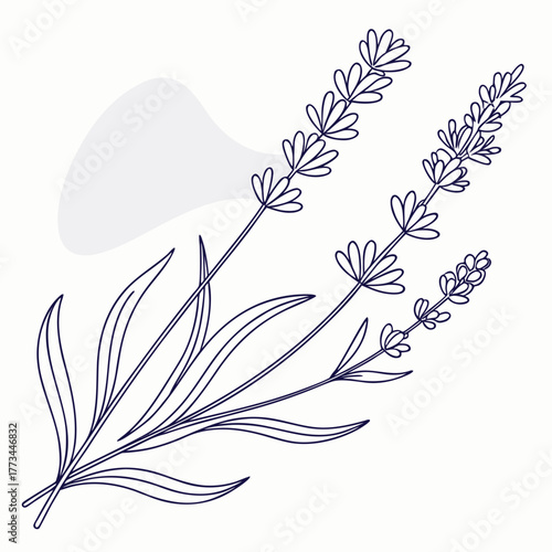 Lavender flower branch with leaves
