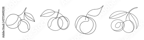 Sketch of longan fruits with leaves hand drawn design elements
