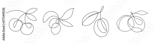 Four loquat fruit clusters on branches with leaves sketch outline